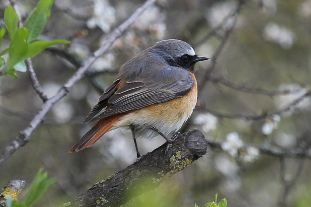 Common Redstart