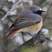 Common Redstart