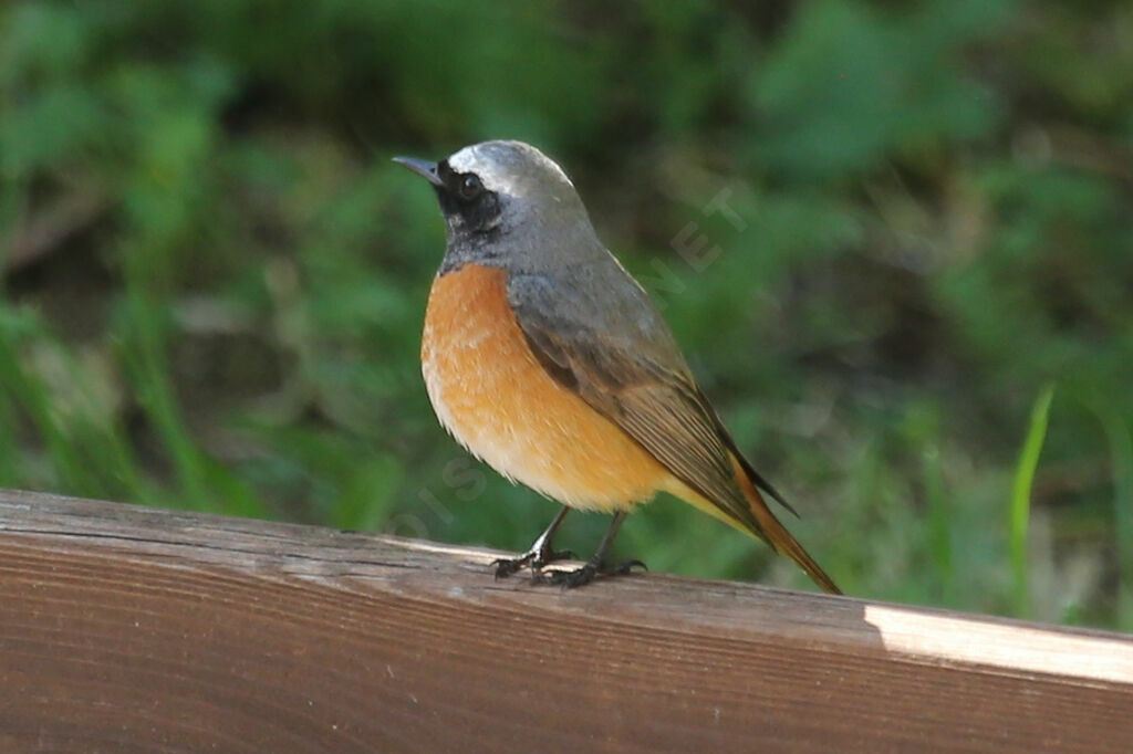 Common Redstart