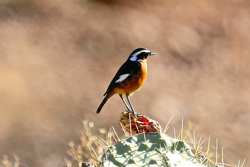 Moussier's Redstart