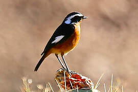 Moussier's Redstart