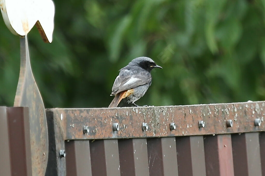 Black Redstart