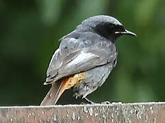 Black Redstart