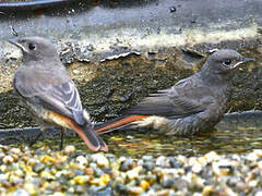 Black Redstart