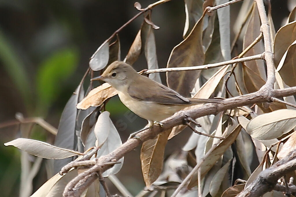 Greater Swamp Warbler