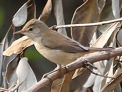 Greater Swamp Warbler