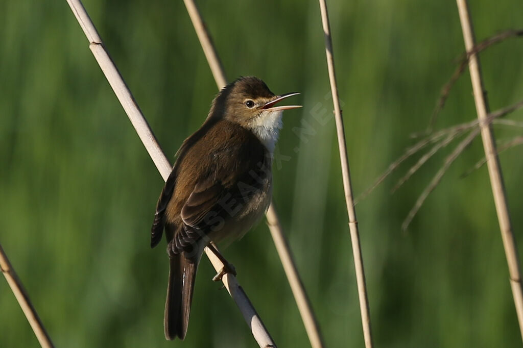 Common Reed Warbler