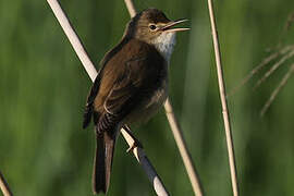 Common Reed Warbler