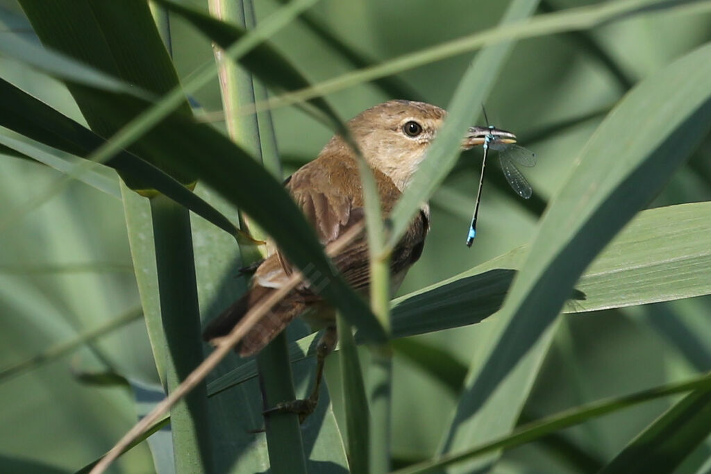 Eurasian Reed Warbler