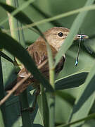 Common Reed Warbler