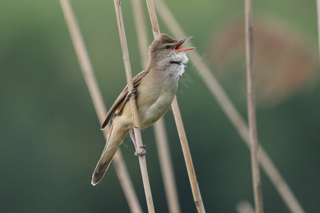 Great Reed Warbler