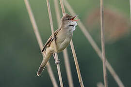 Great Reed Warbler