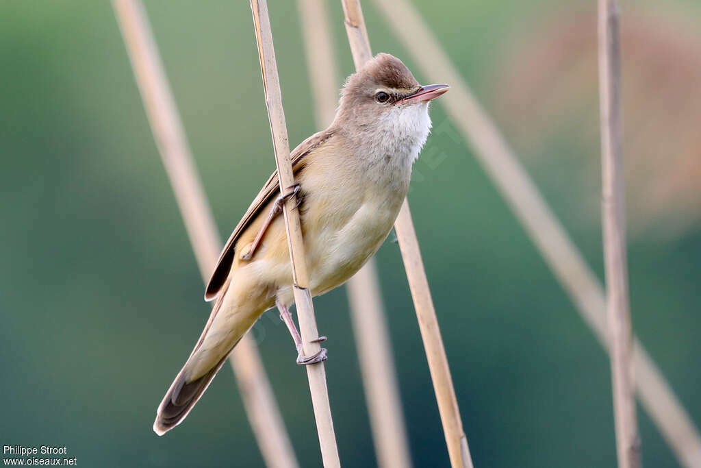 Great Reed Warbleradult breeding, pigmentation