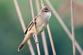 Great Reed Warbler