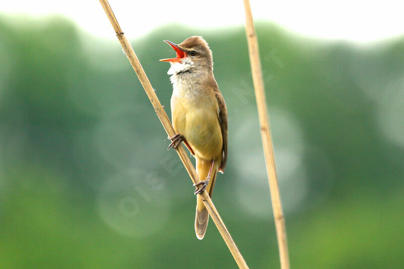 Great Reed Warbler, song