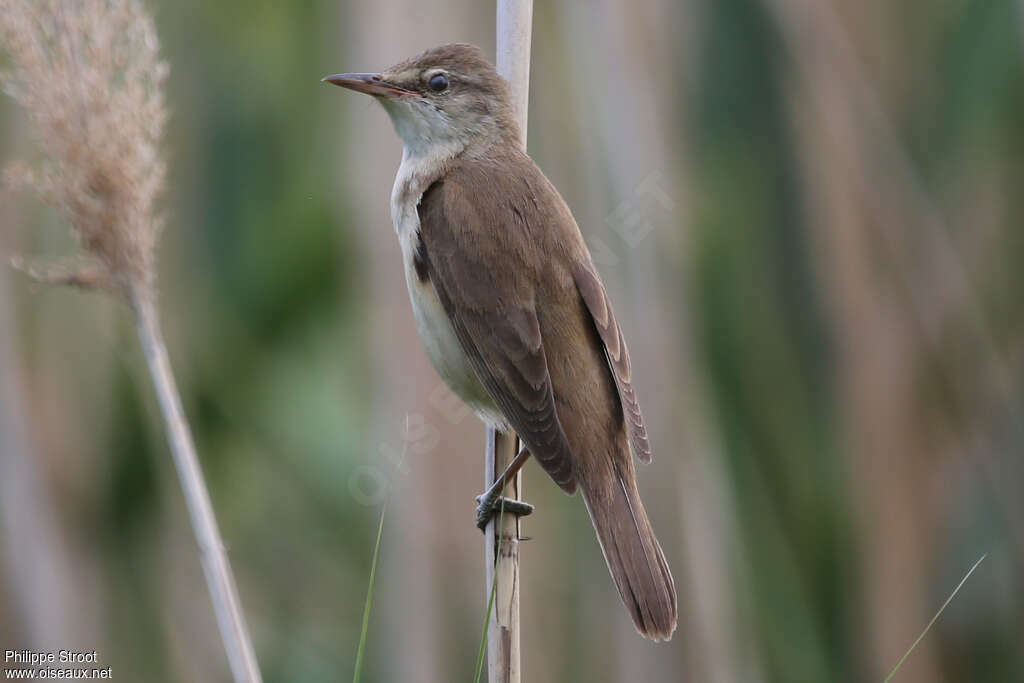 Great Reed Warbleradult, pigmentation