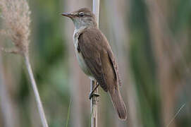 Great Reed Warbler