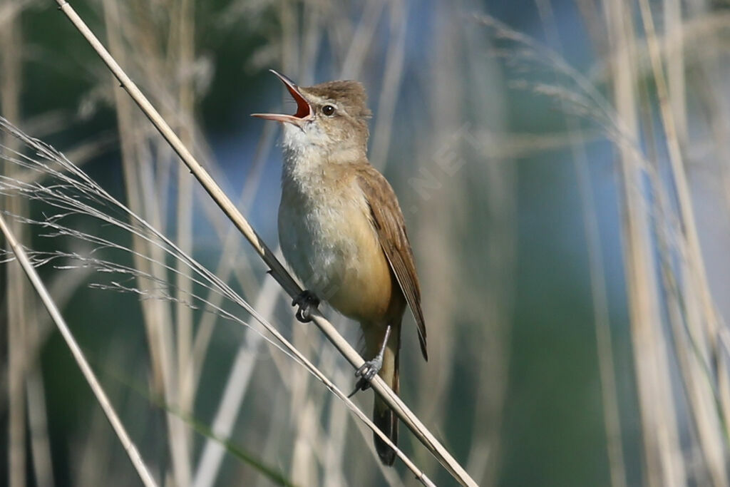 Great Reed Warbler