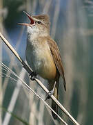 Great Reed Warbler