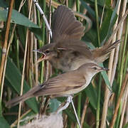 Great Reed Warbler