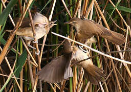 Great Reed Warbler