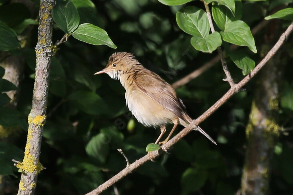 Marsh Warbler