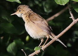 Marsh Warbler