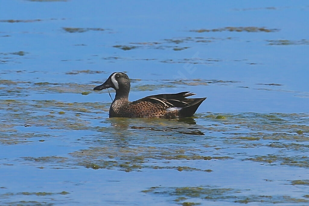 Sarcelle à ailes bleues