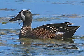 Blue-winged Teal