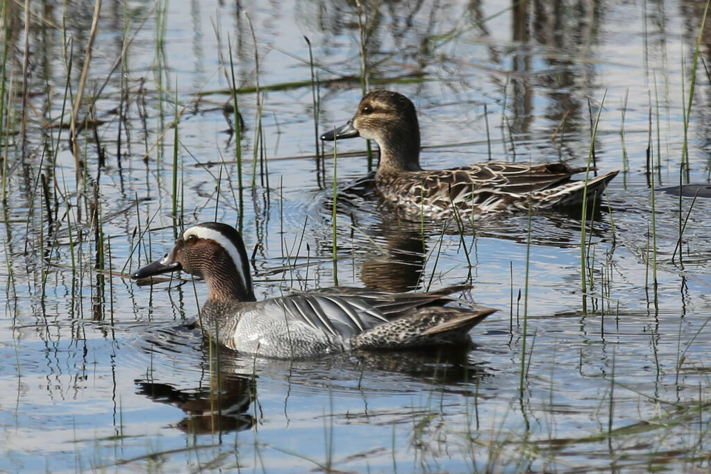 Garganey