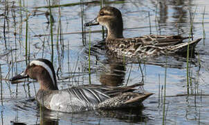 Garganey