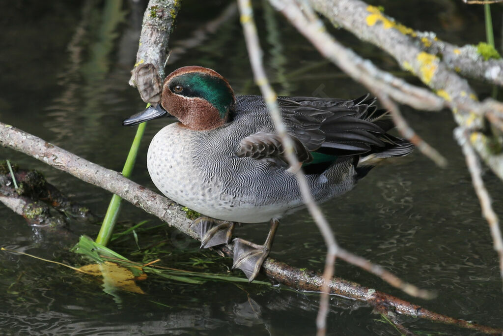 Eurasian Teal