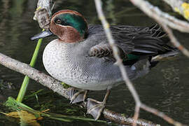 Eurasian Teal