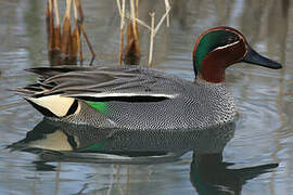 Eurasian Teal