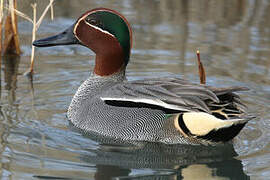 Eurasian Teal