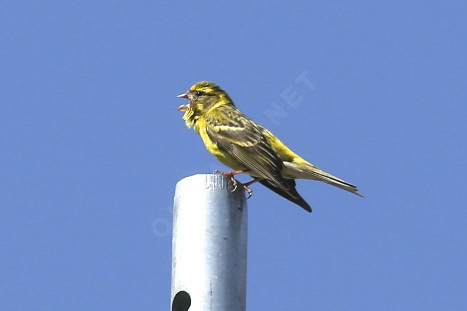 European Serin male