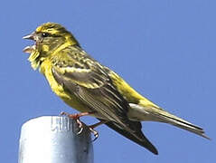 European Serin