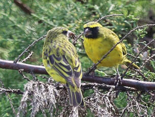 Serin d'Abyssinie