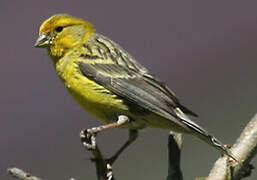 Serin des Canaries