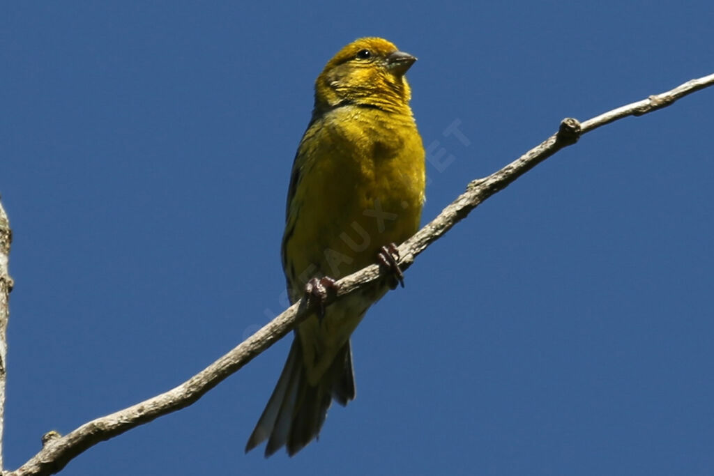 Atlantic Canary