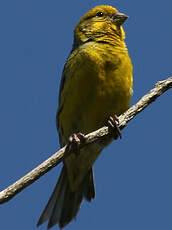 Serin des Canaries