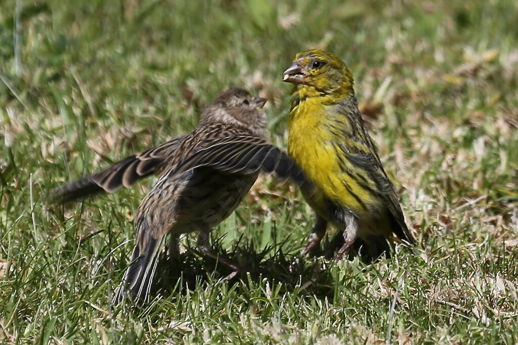 Serin des Canaries