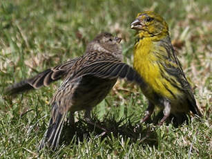 Serin des Canaries