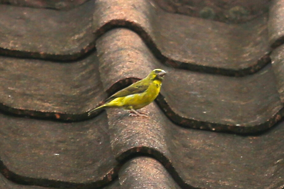 Yellow-fronted Canary