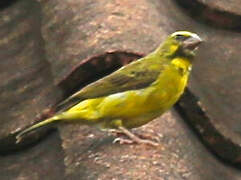 Yellow-fronted Canary