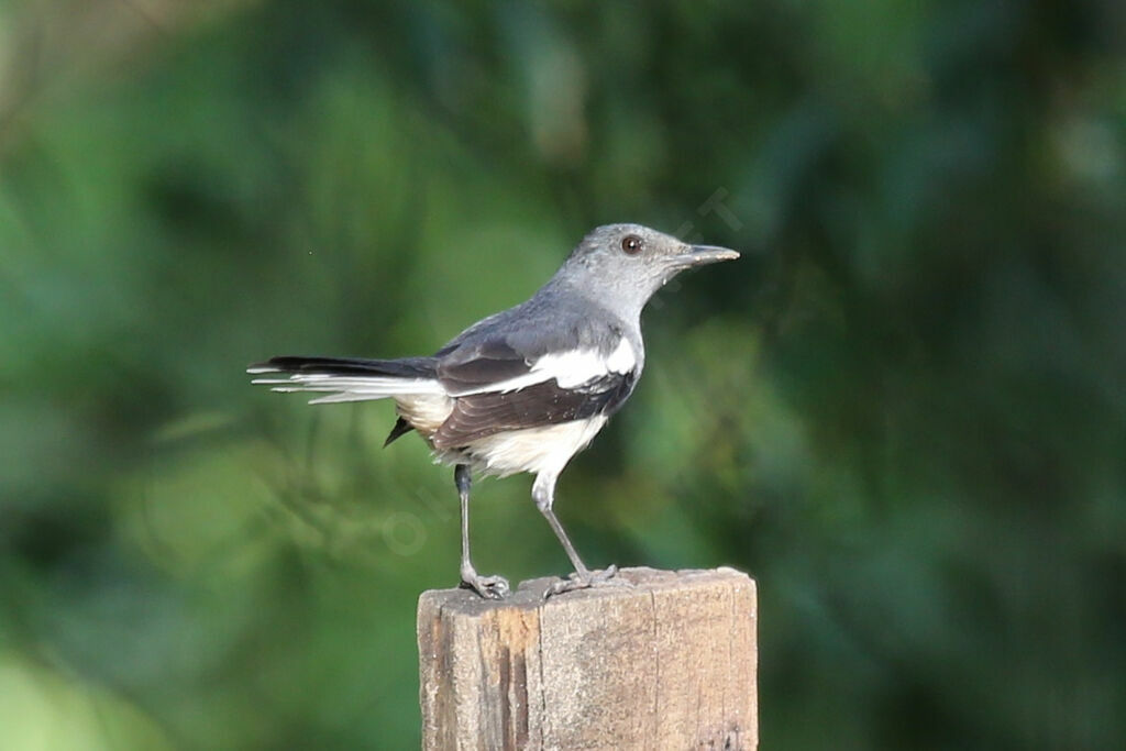 Oriental Magpie-Robin