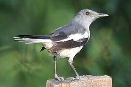 Oriental Magpie-Robin