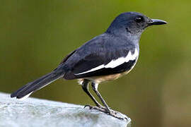 Oriental Magpie-Robin