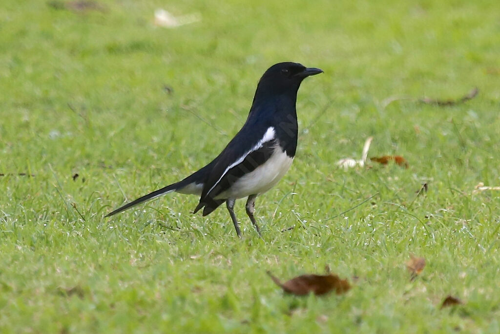 Oriental Magpie-Robin