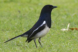 Oriental Magpie-Robin